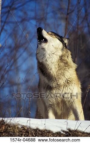 Low angle view of a wolf howling (Canis lupus) View Large Photo Image Stock Photo - Low angle view of a wolf howling (Canis lupus). Fotosearch