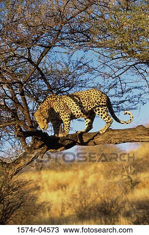 Low angle view of an African leopard (Panthera pardus) View Large Photo Image Stock Image - Low angle view of an African leopard (Panthera pardus). Fotosearch
