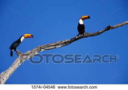Stock Photograph - Low angle view of two Toco Toucans perched on a tree branch (Ramphastos toco). Fotosearch