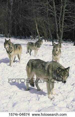 Pack of wolves in the snow (Canis lupus) View Large Photo Image Picture - Pack of wolves in the snow (Canis lupus). Fotosearch