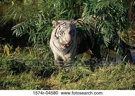 Portrait of a Bengal Tiger (Panthera tigris) View Large Photo Image Stock Image - Portrait of a Bengal Tiger (Panthera tigris). Fotosearch