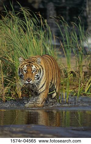 Portrait of a Bengal Tiger walking in water (Panthera tigris) View Large Photo Image Stock Photography - Portrait of a Bengal Tiger walking in water (Panthera tigris). Fotosearch