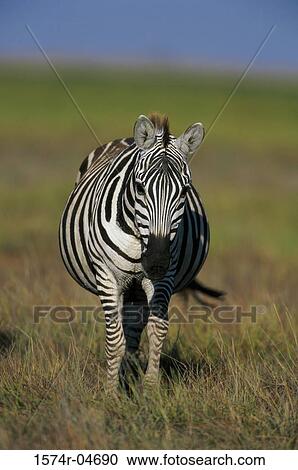 Portrait of a Burchell's Zebra (Equus burchellii ) View Large Photo Image Stock Image - Portrait of a Burchell's Zebra (Equus burchellii ). Fotosearch