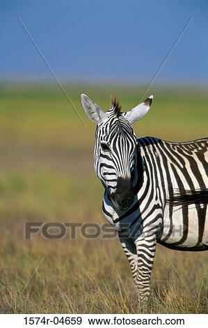 Portrait of a Burchell's Zebra, Kenya (Equus burchellii) View Large Photo Image Stock Photo - Portrait of a Burchell's Zebra, Kenya (Equus burchellii). Fotosearch