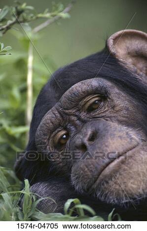 Portrait of a chimpanzee, Tanzania (Pan troglodytes) View Large Photo Image Stock Photography - Portrait of a chimpanzee, Tanzania (Pan troglodytes). Fotosearch