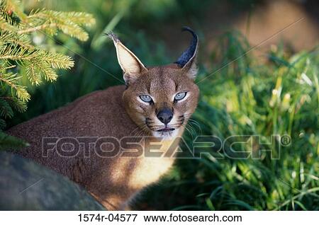 Stock Photo - Portrait of a Desert Lynx (Caracal caracal). Fotosearch