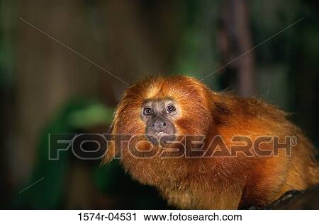 Portrait of a Golden Lion Tamarin (Leontopithecus rosalia) View Large Photo Image Stock Image - Portrait of a Golden Lion Tamarin (Leontopithecus rosalia). Fotosearch