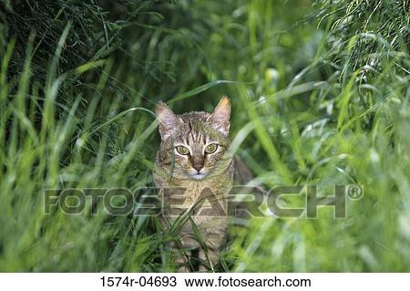 Portrait of a Gordon's Cat View Large Photo Image Stock Image - Portrait of a Gordon's Cat. Fotosearch