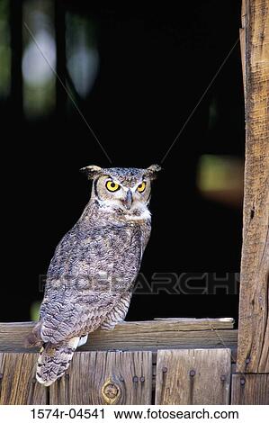 Stock Image - Portrait of a Great Horned Owl (Bubo virginianus). Fotosearch