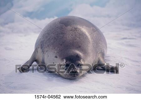 Portrait of a Harp Seal (Phoca groenlandica) View Large Photo Image Stock Image - Portrait of a Harp Seal (Phoca groenlandica). Fotosearch