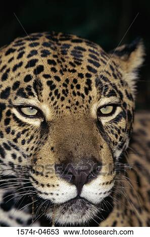 Portrait of a jaguar (Panthera onca) View Large Photo Image Stock Image - Portrait of a jaguar (Panthera onca). Fotosearch