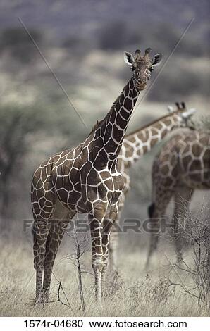 Portrait of a Reticulated Giraffe (Giraffa camelopardalis reticulata) View Large Photo Image Stock Image - Portrait of a Reticulated Giraffe (Giraffa camelopardalis reticulata). Fotosearch