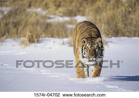 Portrait of a Siberian Tiger walking in snow (Panthera tigris altaica) View Large Photo Image Stock Image - Portrait of a Siberian Tiger walking in snow (Panthera tigris altaica). Fotosearch