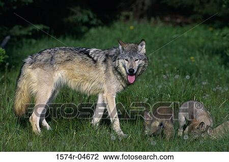 Portrait of a wolf with its young (Canis lupus) View Large Photo Image Stock Image - Portrait of a wolf with its young (Canis lupus). Fotosearch