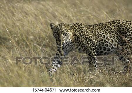 Stock Image - Portrait of an African leopard walking (Panthera pardus). Fotosearch