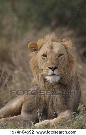Portrait of an African lion (Panthera leo) View Large Photo Image Stock Image - Portrait of an African lion (Panthera leo). Fotosearch