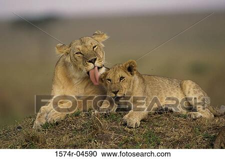 Portrait of two African lions lying on a mound (Panthera leo) View Large Photo Image Stock Image - Portrait of two African lions lying on a mound (Panthera leo). Fotosearch