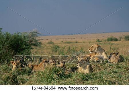 Pride of African lions, Kenya (Panthera leo) View Large Photo Image Picture - Pride of African lions, Kenya (Panthera leo). Fotosearch