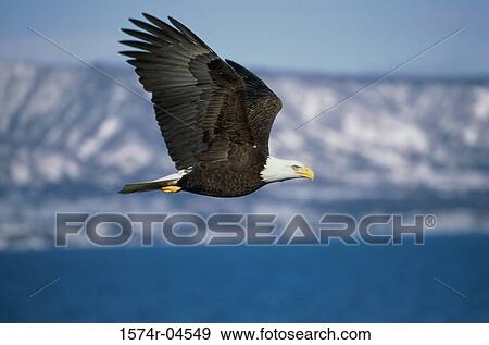 Profil Lateral De A Aigle Chauve Vol Haliaeetus Leucocephalus Banque De Photo 1574r Fotosearch