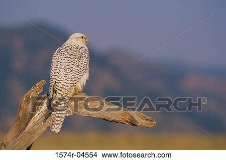 Rear view of a gyrfalcon (Falco rusticolus) View Large Photo Image Picture - Rear view of a gyrfalcon (Falco rusticolus). Fotosearch