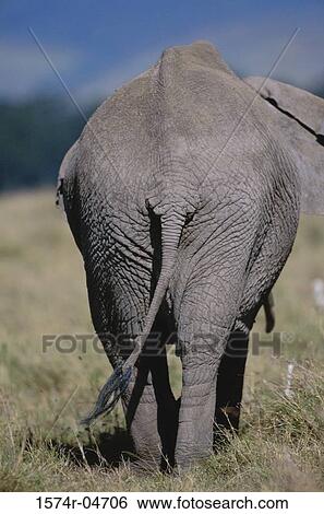 Rear view of an African Elephant, Kenya (Loxodonta africana) View Large Photo Image Stock Photograph - Rear view of an African Elephant, Kenya (Loxodonta africana). Fotosearch