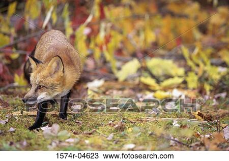 Red Fox on a field (Vulpes vulpes) View Large Photo Image Stock Image - Red Fox on a field (Vulpes vulpes). Fotosearch