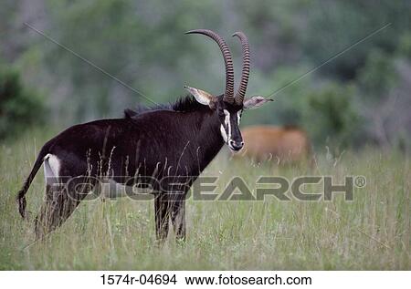 Sable Antelope on a field View Large Photo Image Picture - Sable Antelope on a field. Fotosearch