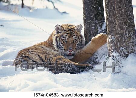 Siberian Tiger lying in the snow (Panthera tigris altaica) View Large Photo Image Stock Image - Siberian Tiger lying in the snow (Panthera tigris altaica). Fotosearch
