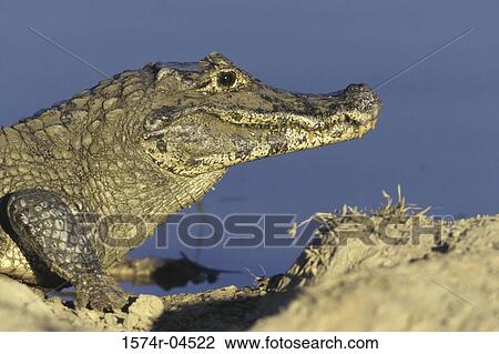 Side profile of a Black Caiman (Melanosuchus niger) View Large Photo Image Stock Image - Side profile of a Black Caiman (Melanosuchus niger). Fotosearch