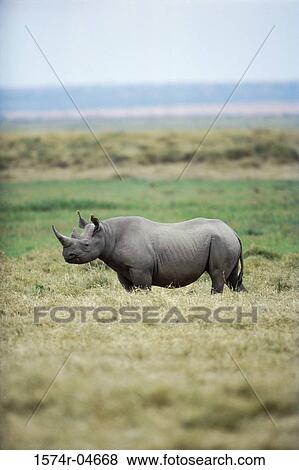 Stock Photo - Side profile of a Black Rhinoceros on a field (Diceros bicornis). Fotosearch