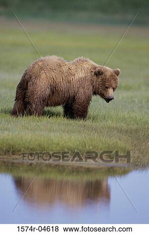Stock Photo - Side profile of a Brown Bear (Ursus arctos). Fotosearch