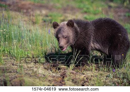 Side profile of a Brown Bear (Ursus arctos) View Large Photo Image Stock Photo - Side profile of a Brown Bear (Ursus arctos). Fotosearch