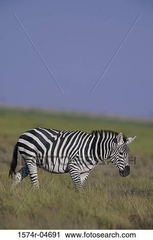 Side profile of a Burchell's Zebra (Equus burchellii) View Large Photo Image Stock Image - Side profile of a Burchell's Zebra (Equus burchellii). Fotosearch