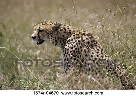 Side profile of a cheetah (Acinonyx jubatus) View Large Photo Image Stock Image - Side profile of a cheetah (Acinonyx jubatus). Fotosearch