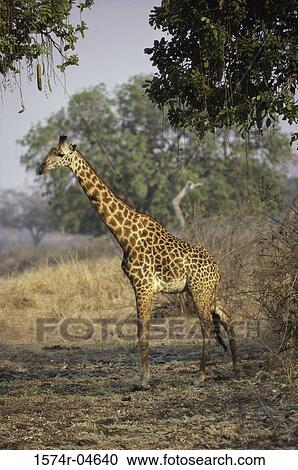 Stock Image - Side profile of a giraffe (Giraffa camelopardalis). Fotosearch