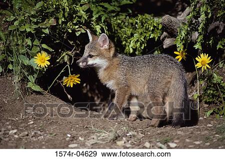 Side profile of a Gray Fox (Urocyon cinereoargenteus) View Large Photo Image Stock Photo - Side profile of a Gray Fox (Urocyon cinereoargenteus). Fotosearch