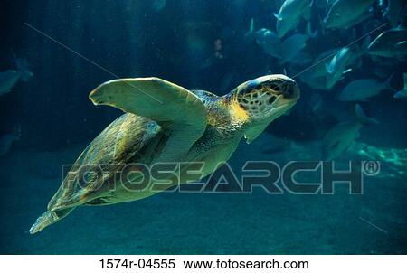 Stock Photography - Side profile of a Green Sea Turtle (Chelonia mydas). Fotosearch