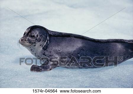 Picture - Side profile of a Harbor Seal (Phoca vitulina). Fotosearch