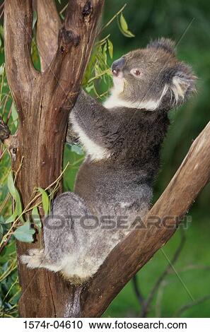 Side profile of a Koala Bear on a tree (Phascolarctos cinereus) View Large Photo Image Stock Image - Side profile of a Koala Bear on a tree (Phascolarctos cinereus). Fotosearch