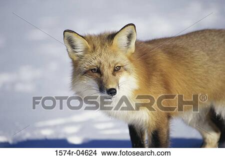 Side profile of a Red fox (Vulpes vulpes) View Large Photo Image Picture - Side profile of a Red fox (Vulpes vulpes). Fotosearch