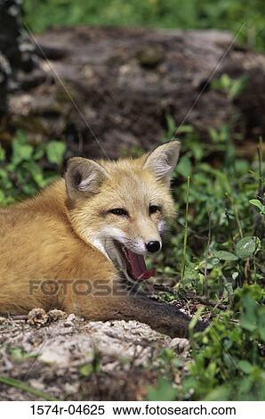 Side profile of a Red Fox (Vulpes vulpes) View Large Photo Image Stock Photography - Side profile of a Red Fox (Vulpes vulpes). Fotosearch