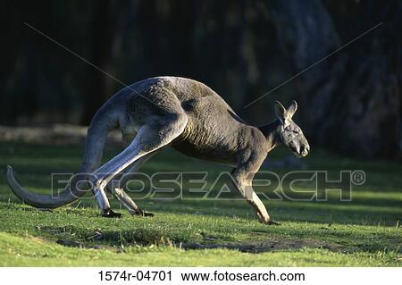Side profile of a Red Kangaroo (Macropus rufus) View Large Photo Image Stock Image - Side profile of a Red Kangaroo (Macropus rufus). Fotosearch