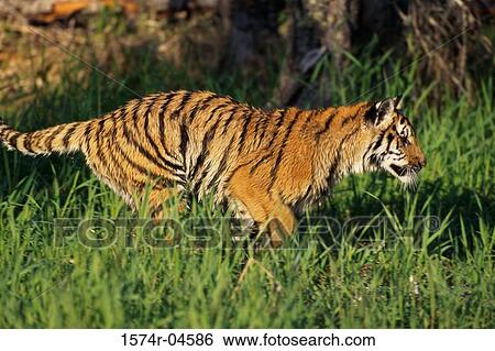 Stock Photograph - Side profile of a Siberian Tiger (Panthera tigris altaica). Fotosearch