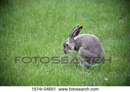 Side profile of a White-tailed Jackrabbit (Lepus townsendii) View Large Photo Image Stock Image - Side profile of a White-tailed Jackrabbit (Lepus townsendii). Fotosearch