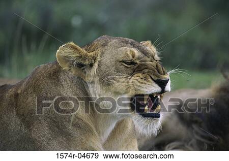 Side profile of an African lion snarling (Panthera leo) View Large Photo Image Stock Photo - Side profile of an African lion snarling (Panthera leo). Fotosearch