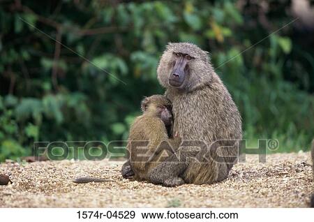 Side profile of an Olive Baboon and its young (Papio hamadryas anubis) View Large Photo Image Stock Photo - Side profile of an Olive Baboon and its young (Papio hamadryas anubis). Fotosearch