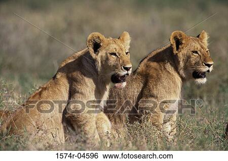 Side profile of two African lions (Panthera leo) View Large Photo Image Stock Photograph - Side profile of two African lions (Panthera leo). Fotosearch