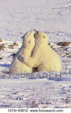 Side profile of two Polar Bears (Ursus maritimus) View Large Photo Image Stock Image - Side profile of two Polar Bears (Ursus maritimus). Fotosearch