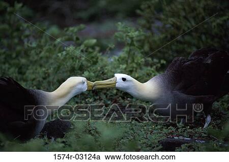 Side profile of two Waved Albatrosses mating (Phoebastria irrorata) View Large Photo Image Stock Image - Side profile of two Waved Albatrosses mating (Phoebastria irrorata). Fotosearch