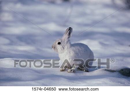 Snowshoe Hare standing in snow (Lepus americanus) View Large Photo Image Stock Image - Snowshoe Hare standing in snow (Lepus americanus). Fotosearch